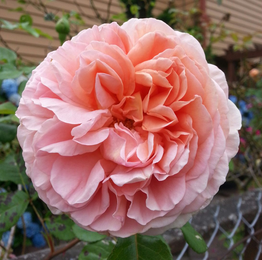  photo 20140720_103421-1_zpsxjust7ki.jpg